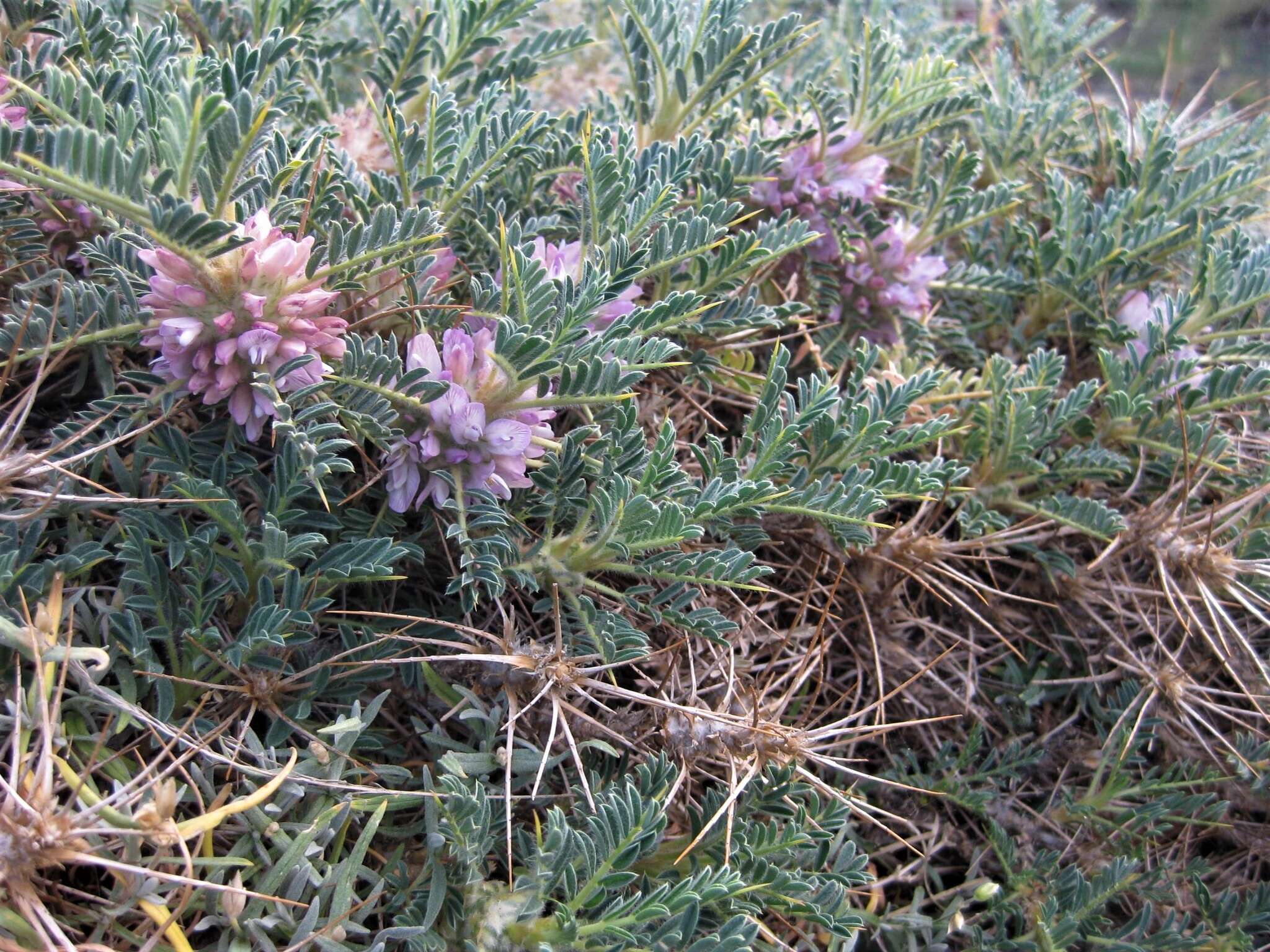 Imagem de Astragalus siculus Rafin.