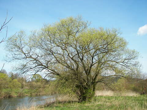 Image of White Willow