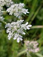 Image of Daucus muricatus (L.) L.