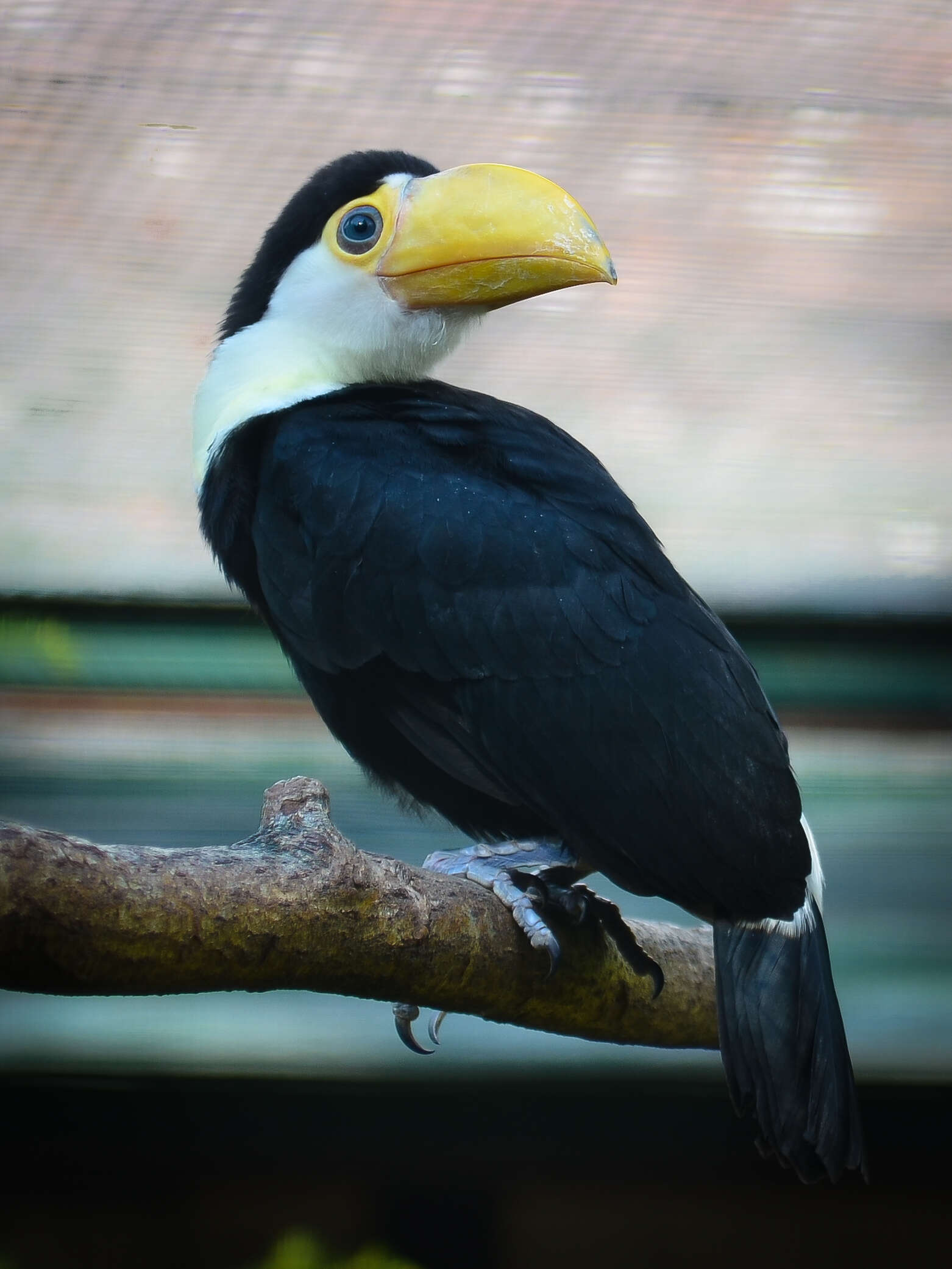 Image of Toco Toucan