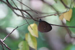 Image of Euploea tulliolus ledereri Felder 1860