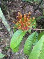 Image of Ixora congesta Roxb.