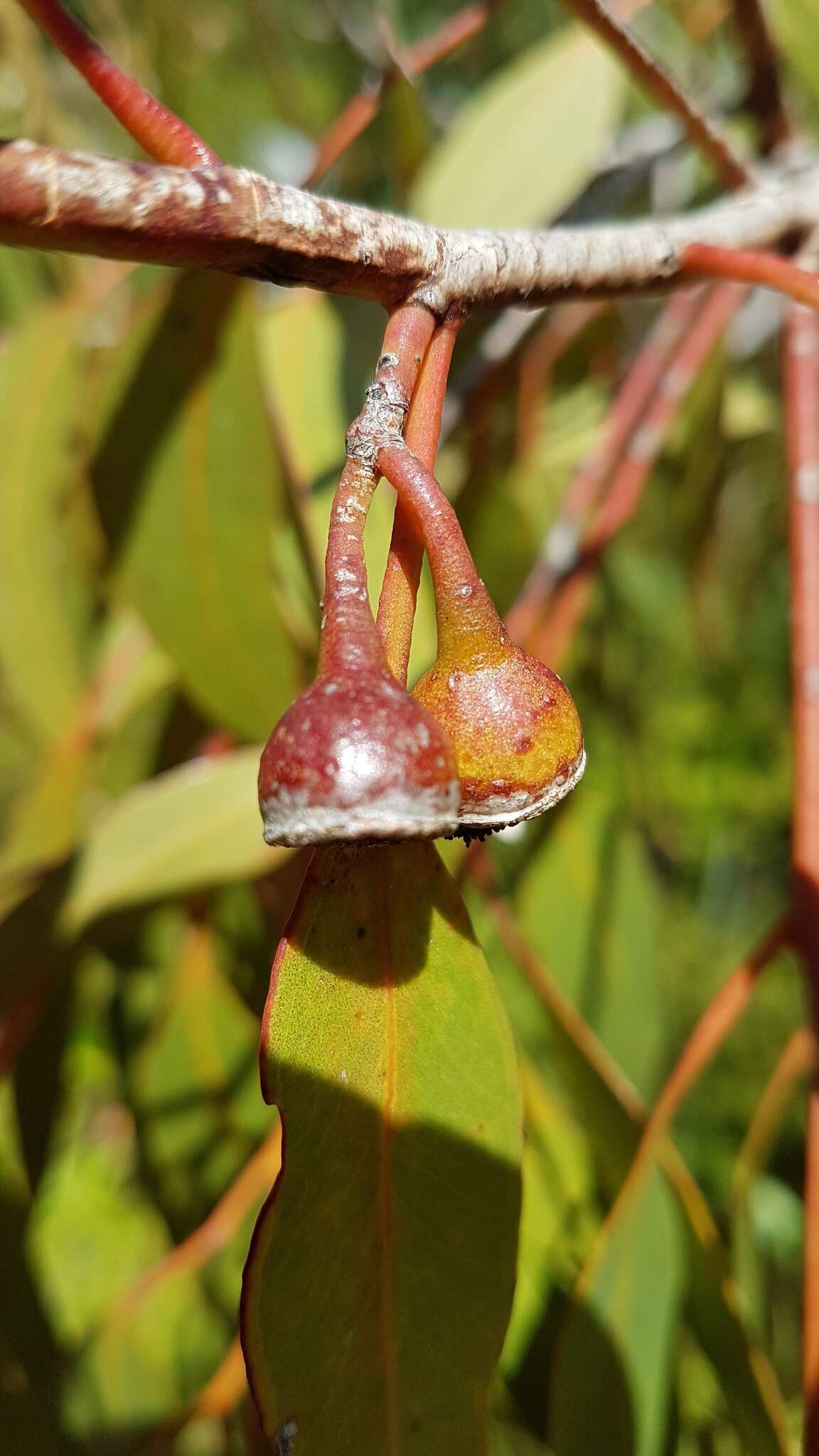 Image de Eucalyptus leucoxylon F. Müll.