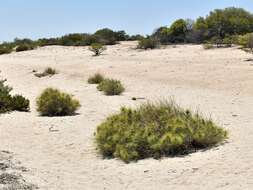 Imagem de Spinifex longifolius R. Br.