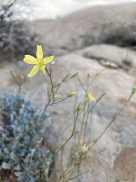 Image of sprucemont flax