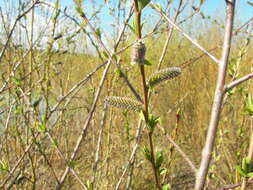 Image of purple willow