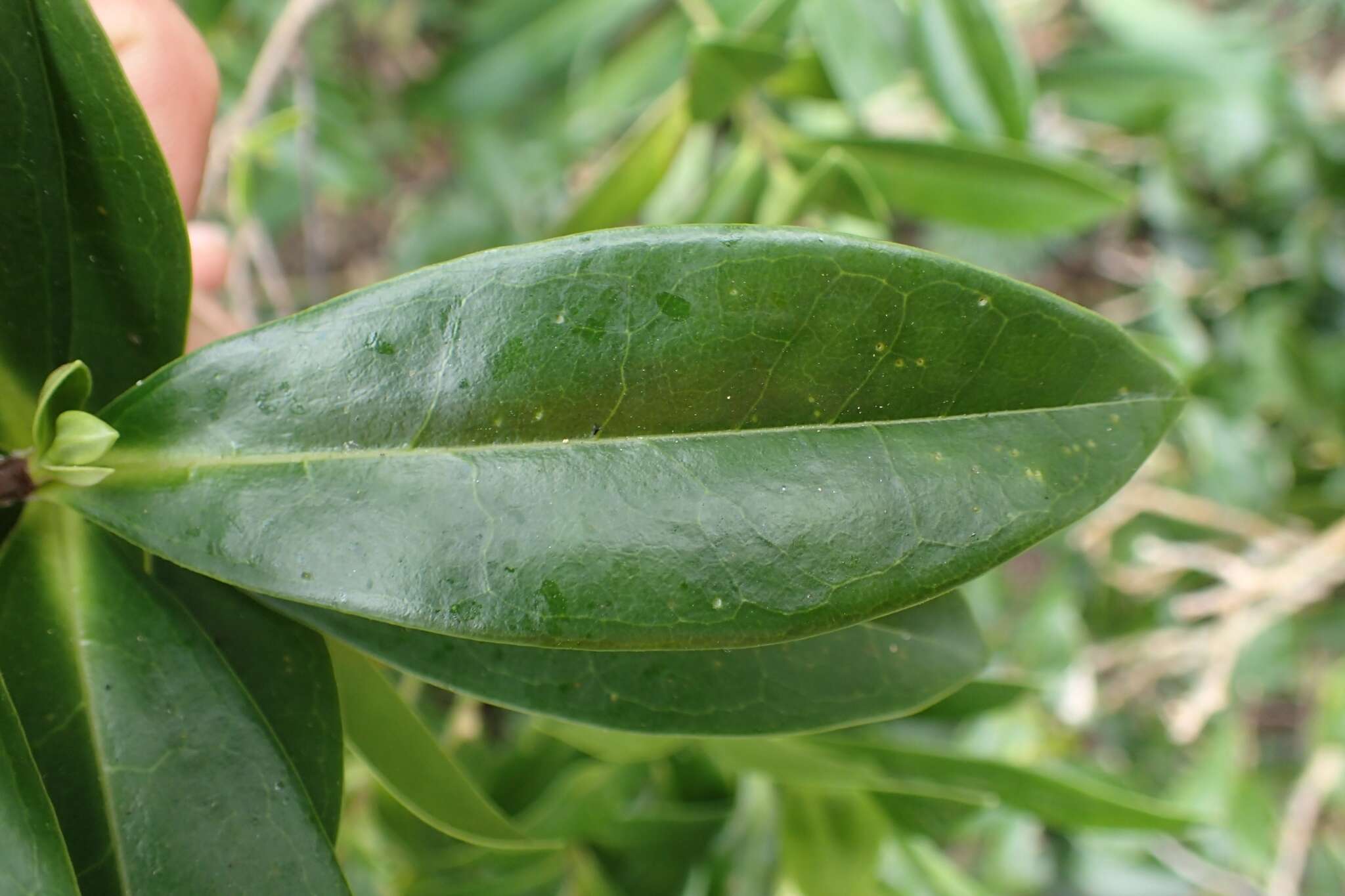 صورة Veronica bollonsii Cockayne