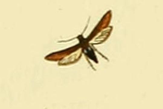 Image of <i>Microsphecia brosiformis</i>