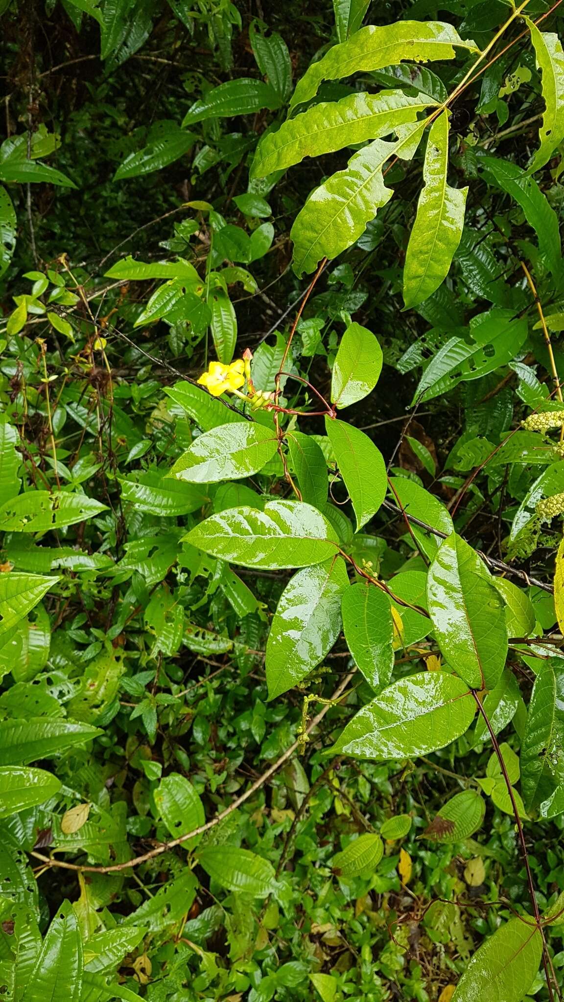 Mandevilla rugellosa (Rich.) L. Allorge-Boiteau resmi