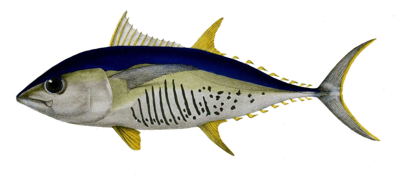 Image of Albacore Fish