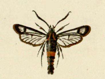 Image of Synanthedon stomoxiformis