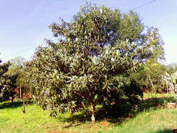 Image of loquat