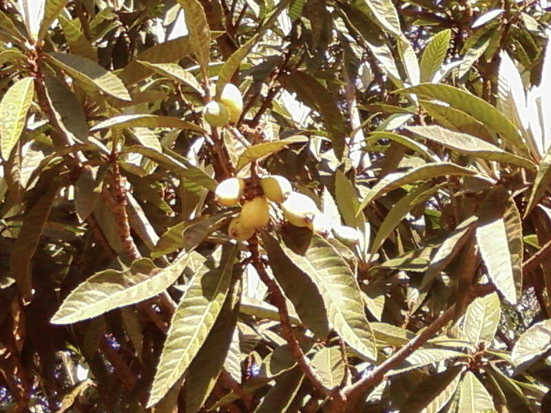 Image of loquat