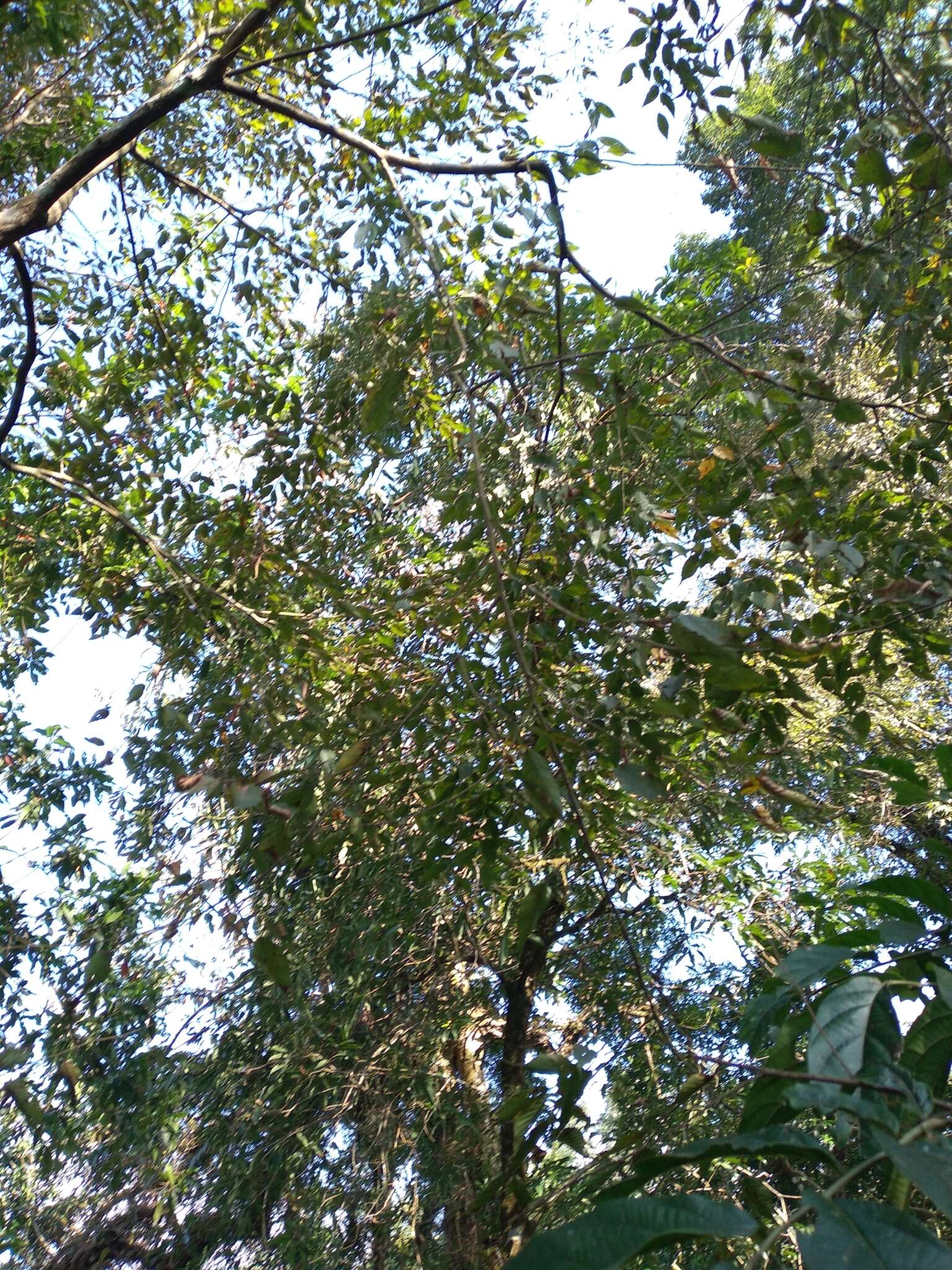 Image of Carpinus viminea Wall. ex Lindl.