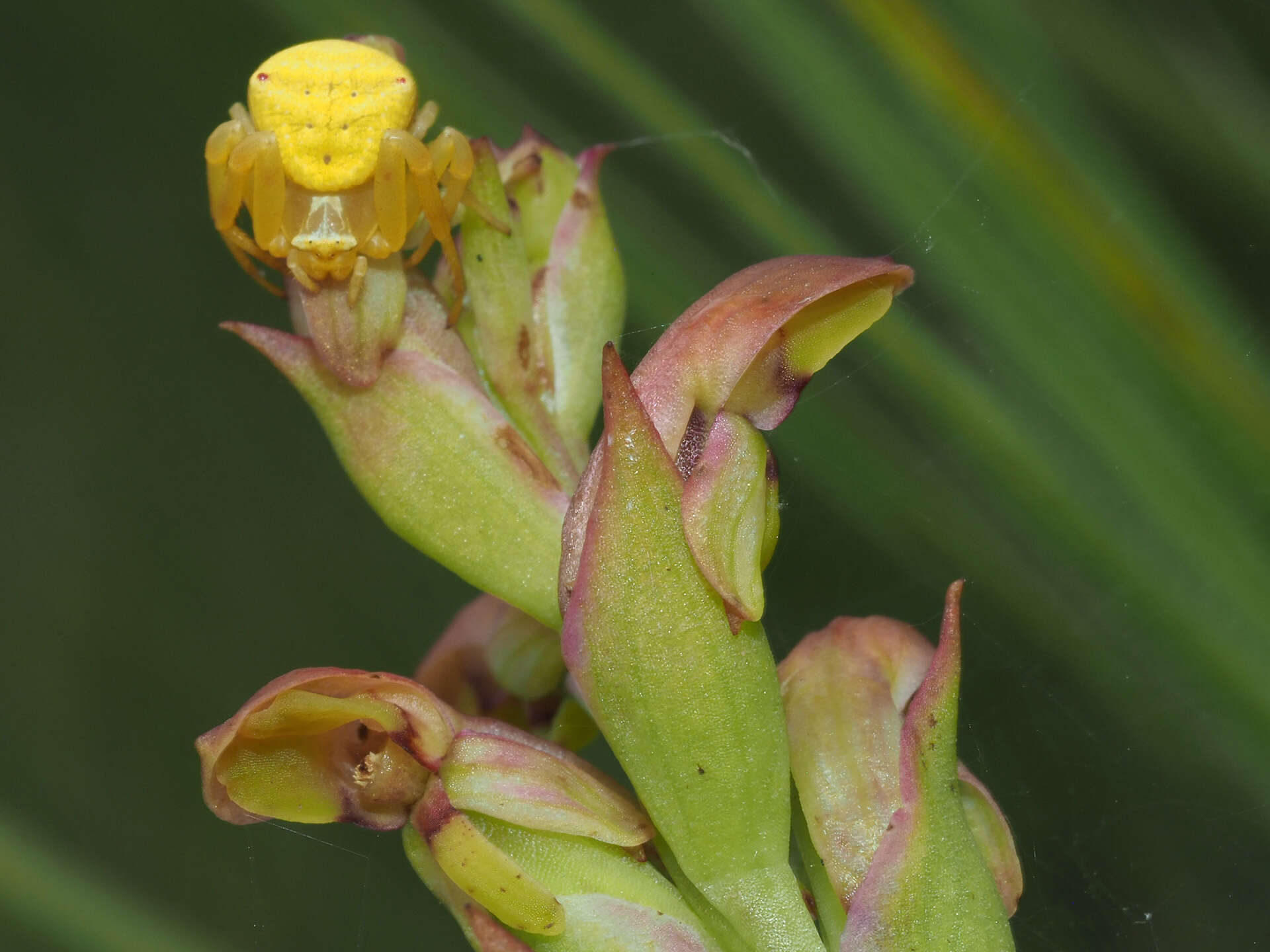 Image of Disa brevicornis (Lindl.) Bolus