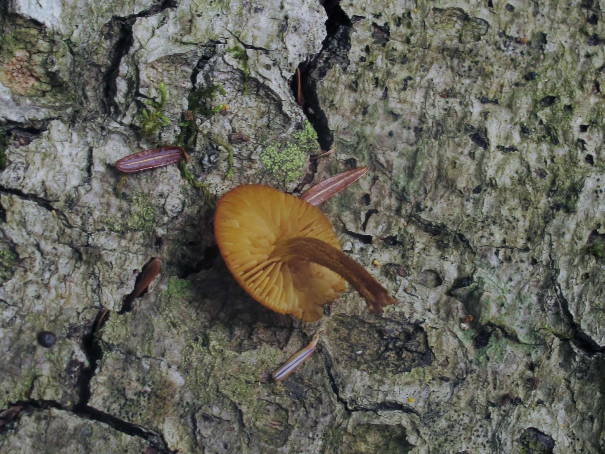 Imagem de Pholiota granulosa (Peck) A. H. Sm. & Hesler 1968