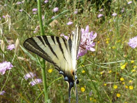 Imagem de Iphiclides