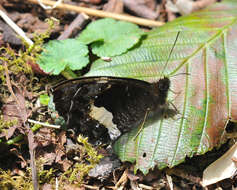 Image of Pedaliodes phaedra Hewitson 1870