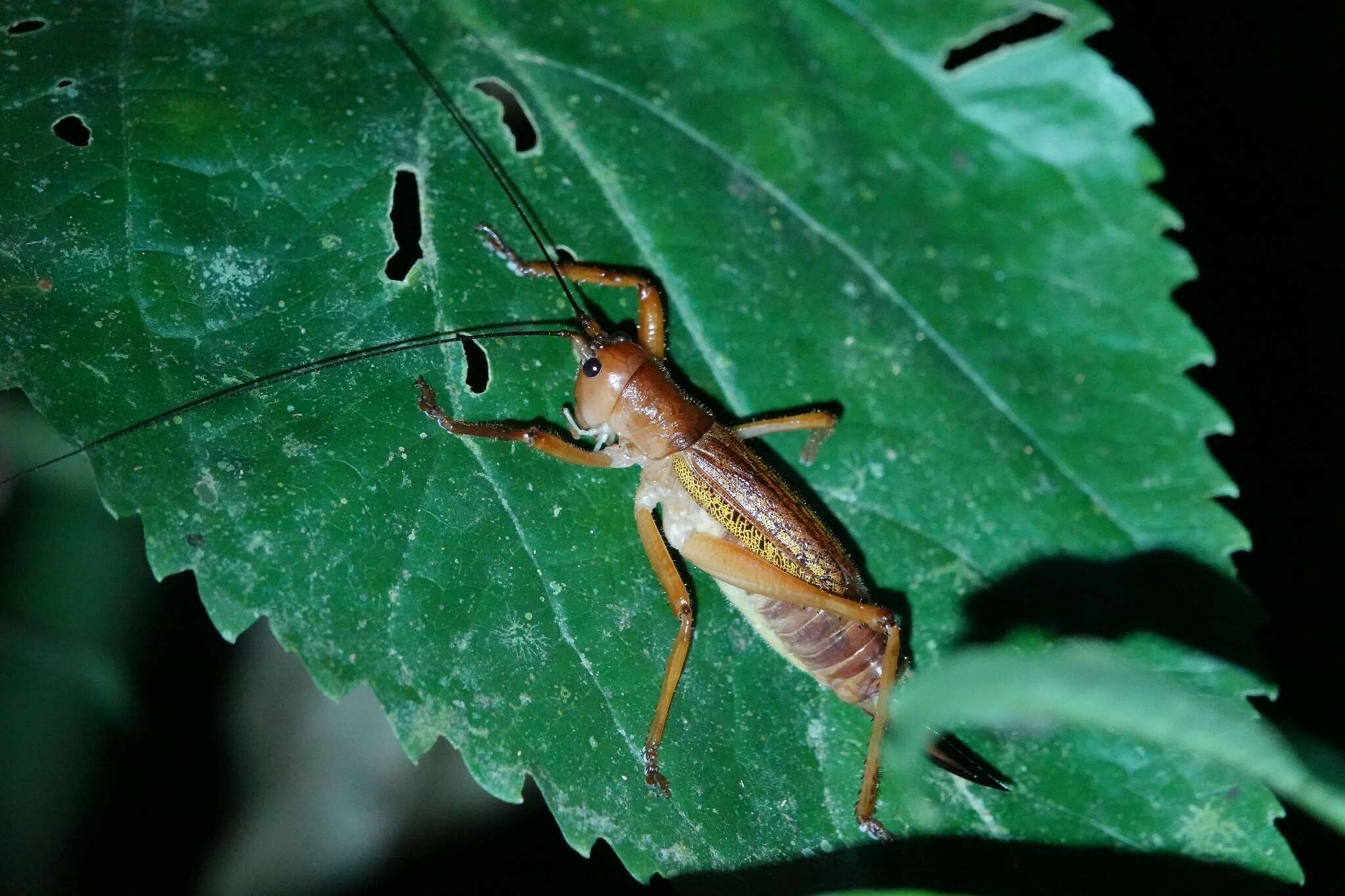 Image of Melanonotus tico Rentz & D. C. F. 1975