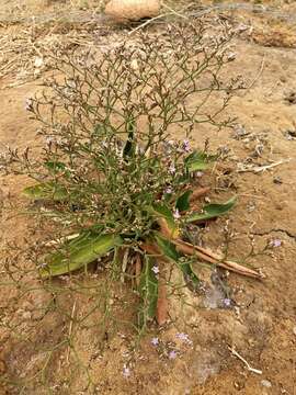 Imagem de Limonium californicum (Boiss.) Heller