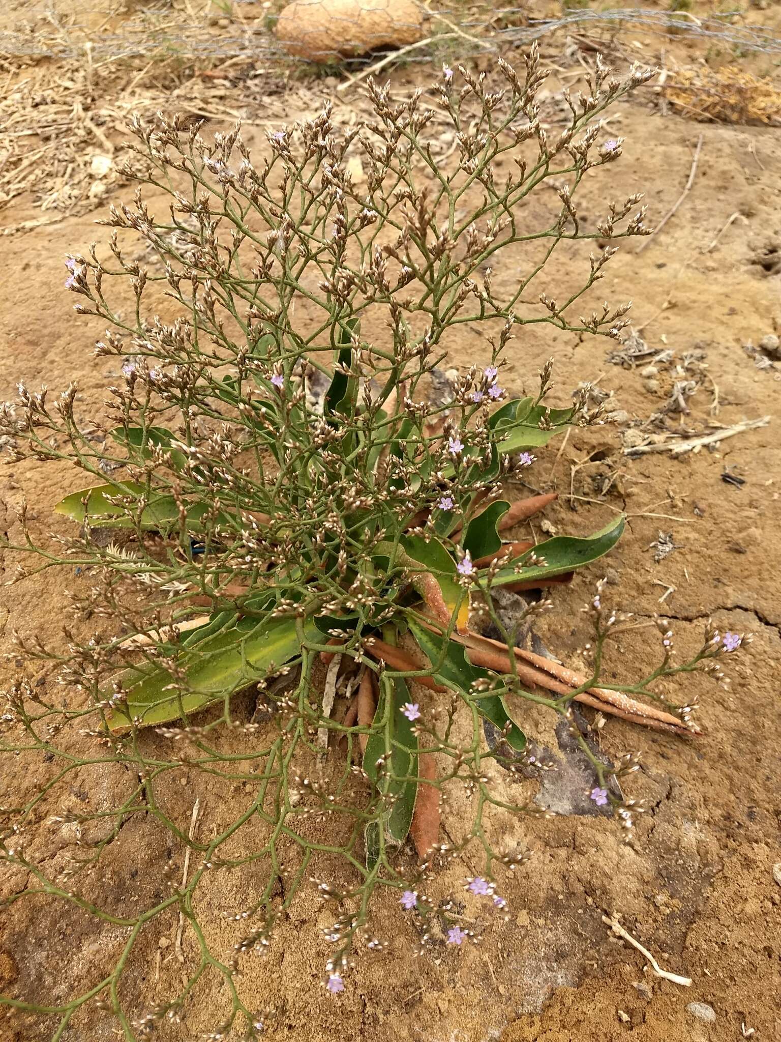 Imagem de Limonium californicum (Boiss.) Heller