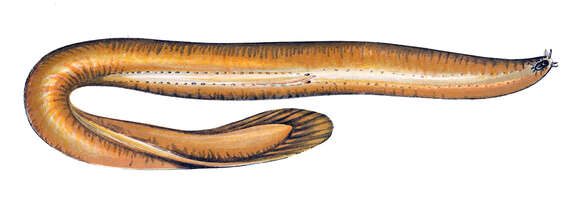 Image of Atlantic Hagfish