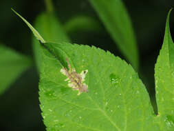 Image of Calycomyza platyptera (Thomson 1869)