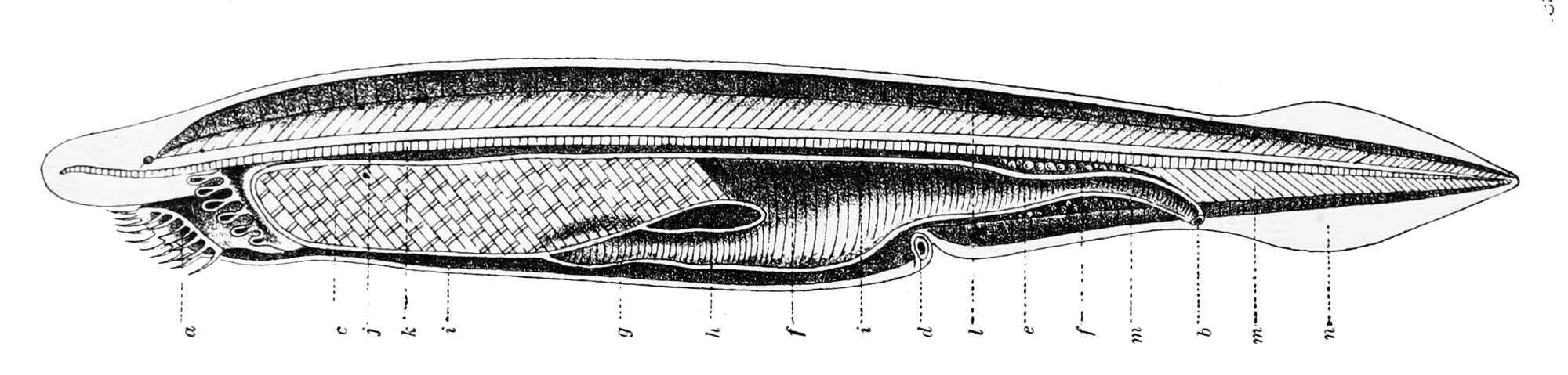 Image of amphioxus, lancelet