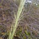 Image of Aristida rufescens Steud.