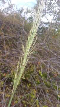 Image de Aristida rufescens Steud.