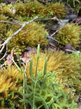 Слика од Lycopodium venustulum Gaud.