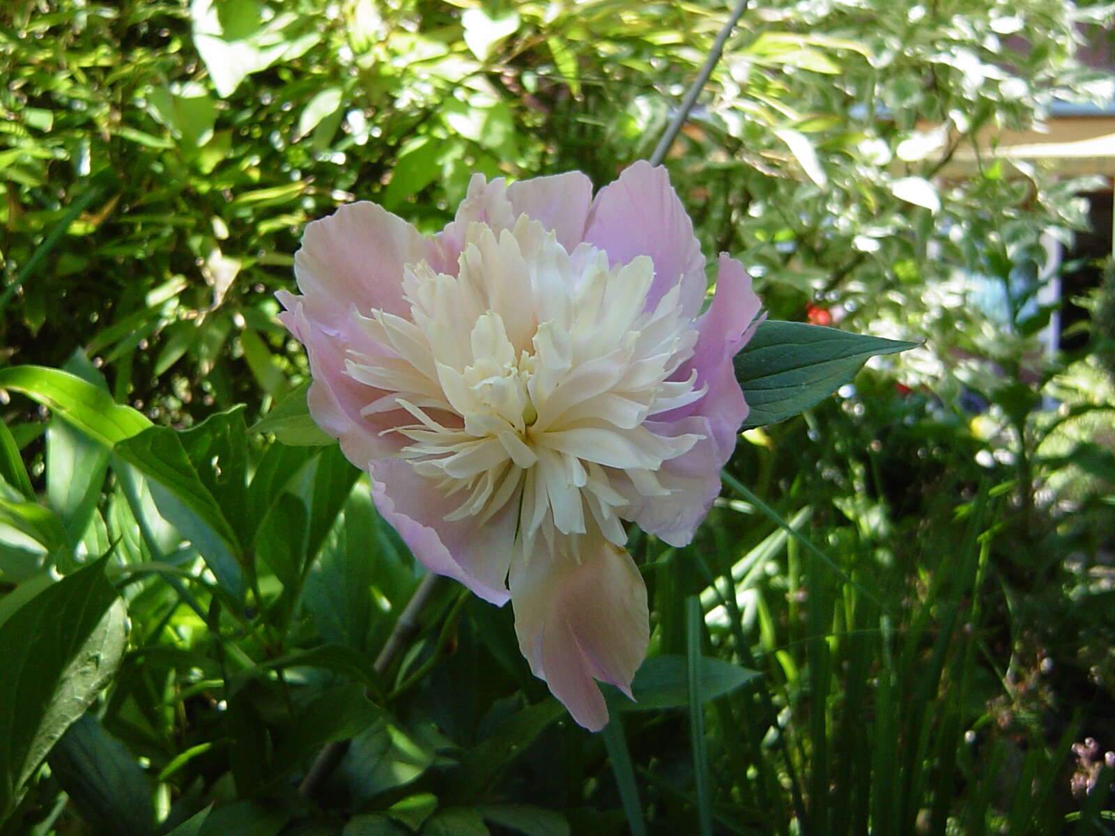 Image de Pivoine de Chine