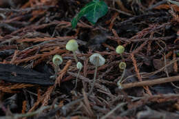 Mycena xantholeuca Kühner 1938 resmi