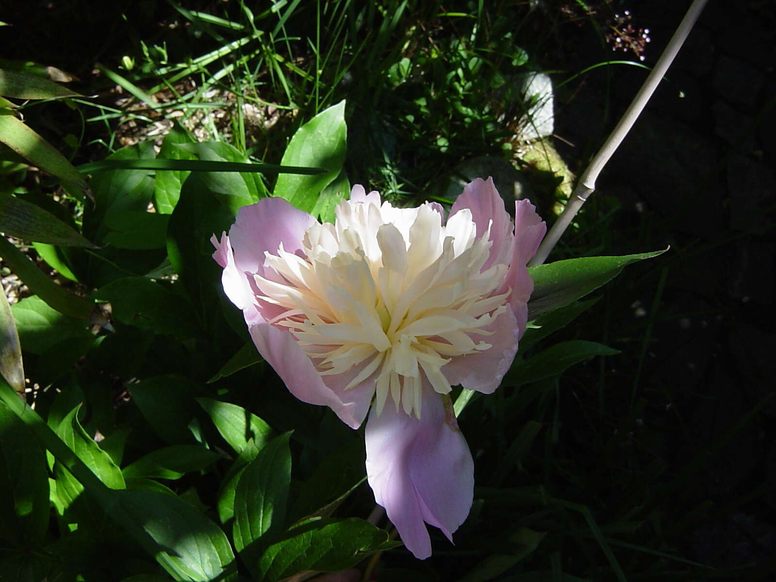 Plancia ëd Paeonia lactiflora Pall.