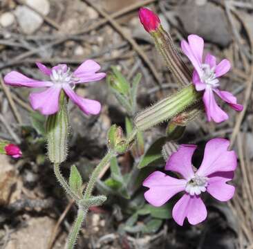 Image of Silene psammitis Spreng.