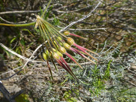 Image of Pelargonium lobatum (Burm. fil.) L'Her.