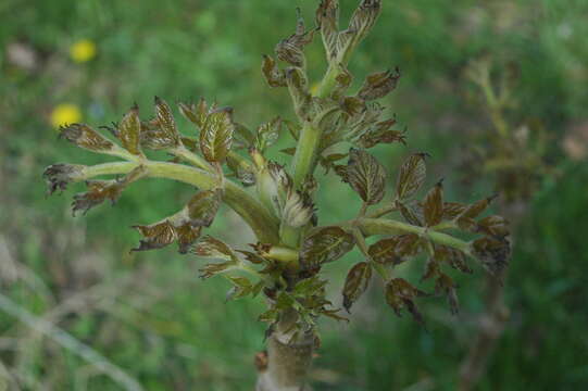 Image of Japanese angelica tree