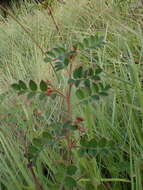 Sivun Indigofera adenoides Baker fil. kuva