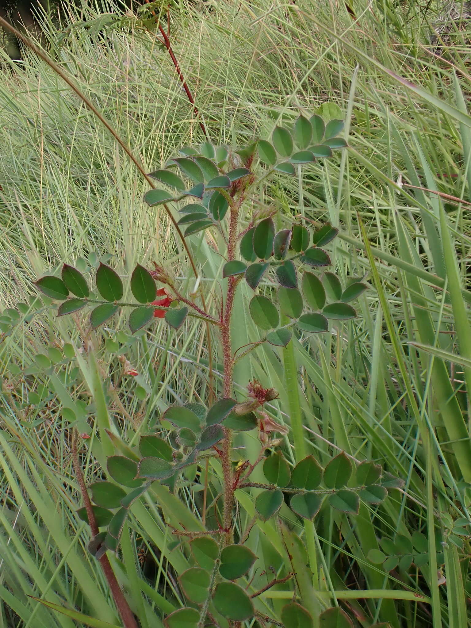 Image de Indigofera adenoides Baker fil.