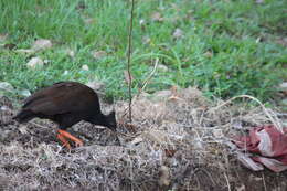 Image of Orange-footed Scrubfowl