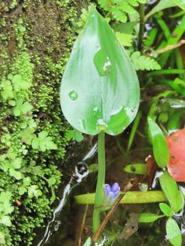 Image of Pontederia vaginalis Burm. fil.