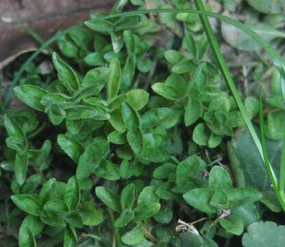 Image of Health Speedwell