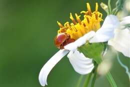 Image of Lady beetle