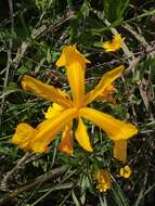 Image of Iris juncea Poir.