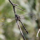 Image of Austroaeschna obscura Theischinger 1982