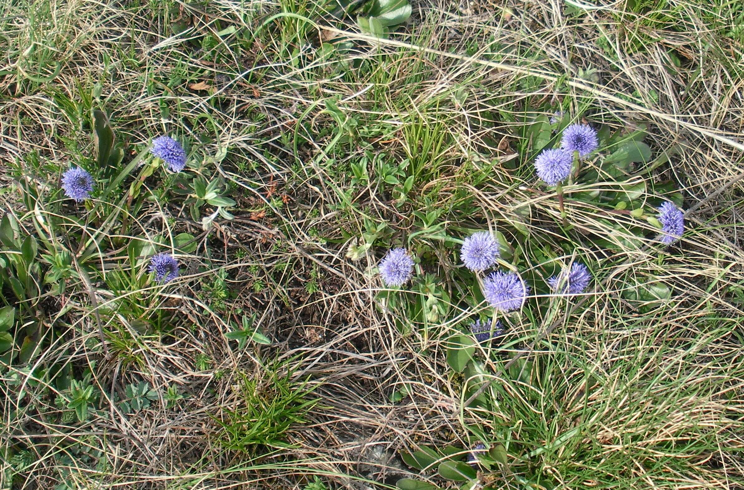 Image of Globularia bisnagarica L.