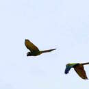 Image of Golden-collared Macaw