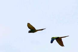 Image of Golden-collared Macaw