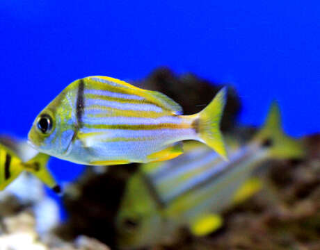 Image of Porkfish