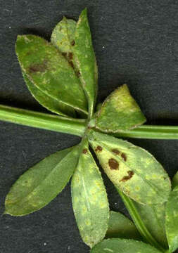 Puccinia punctata Link 1816的圖片